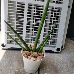 Sansevieria Cylindrica 