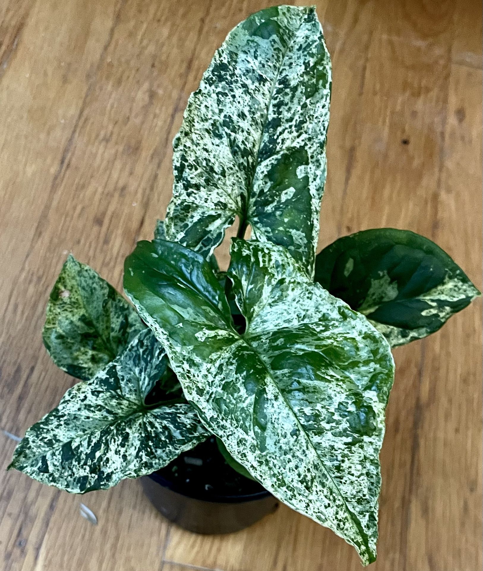 Rare Syngonium Mojito Plant / Beginner Friendly / Free Delivery Available