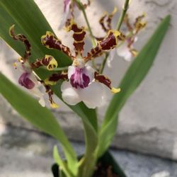 Oncidium “Wild Willy” Orchid