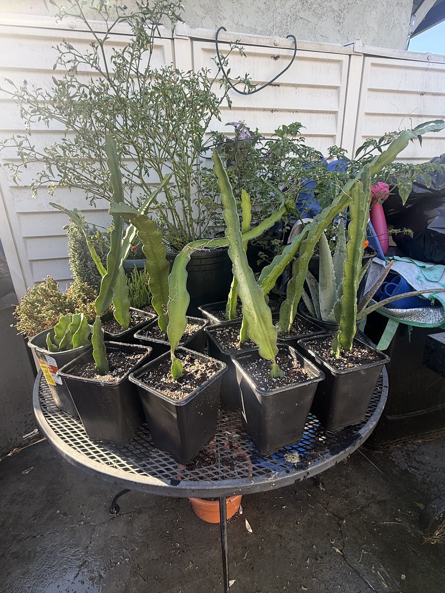 Delicious Red Dragon Fruit Cuttings