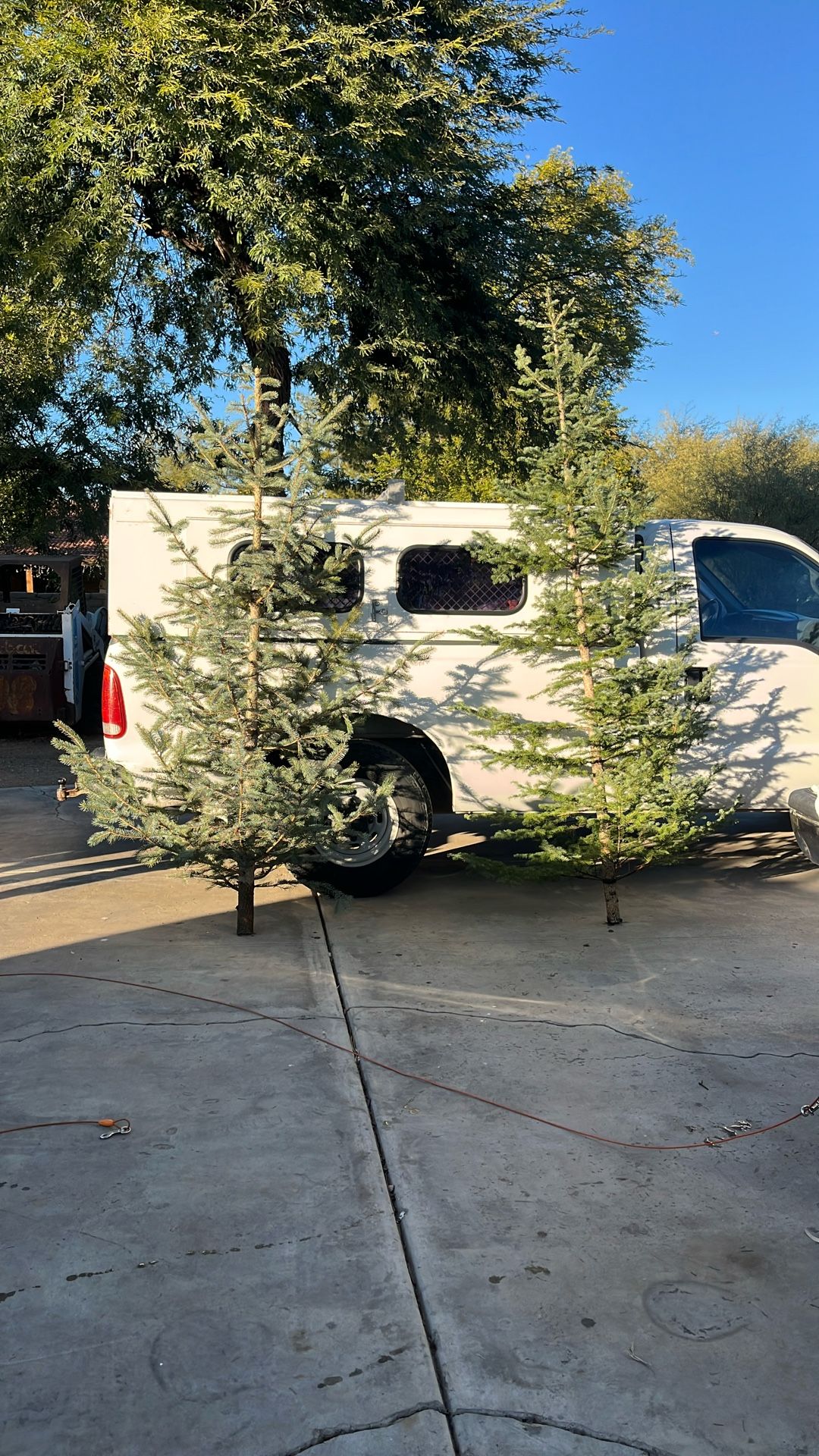 Fresh Cut Christmas Trees