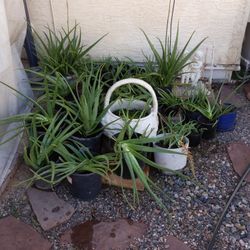 Aloe Vera Plants
