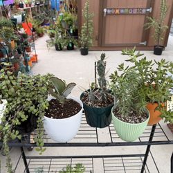 A Variety Of Succulent Plants 