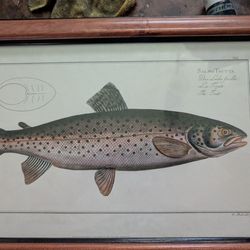Fish Wall Portrait