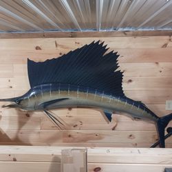 Sail fish Replica Mount