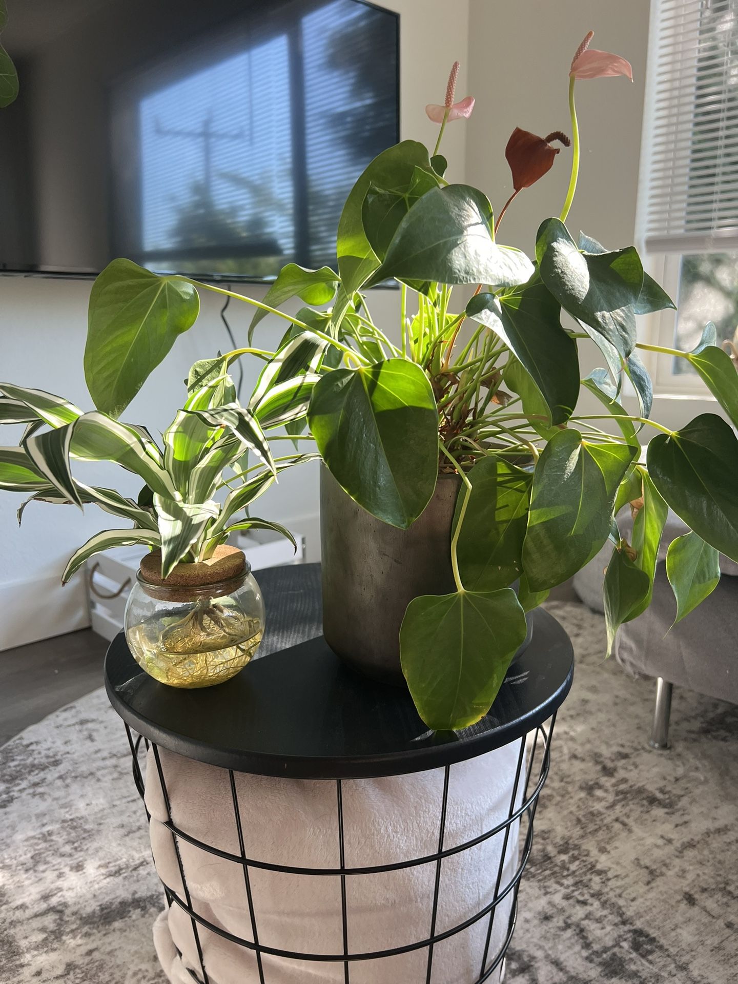 Plants