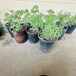 RUDA MEDICINAL PLANTS READY FOR TRASPLANTER 