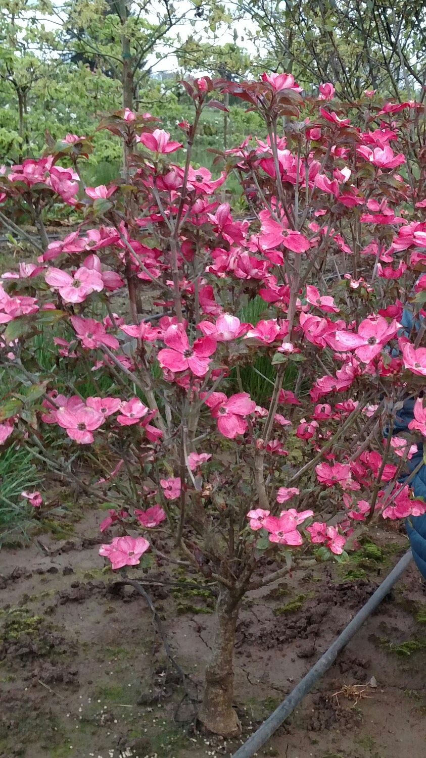 Dwarf ‘Red Pygmy’ Dogwood trees