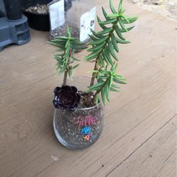 Succulent 