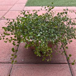 plant