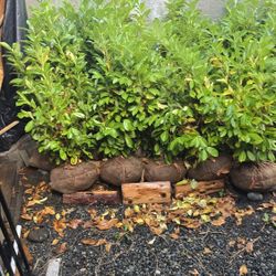 English Laurel de 4ft 