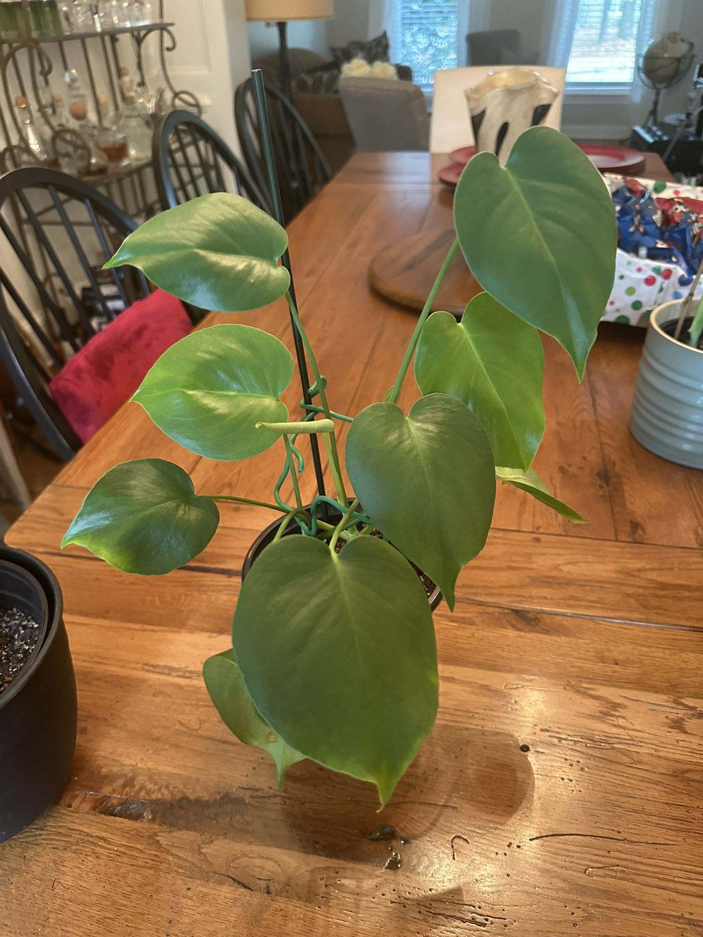 Monstera Deliciosa Plants