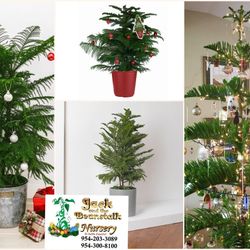 Christmas 🎄 tree live plant in 3gal arboles de navidad en 3gal