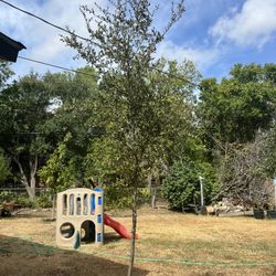 Live Oaks, 20 Gallón 