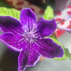 Purple Flower Plant