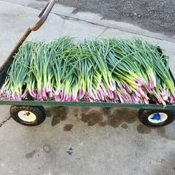 Green Onion, Escallion, Spring Onion