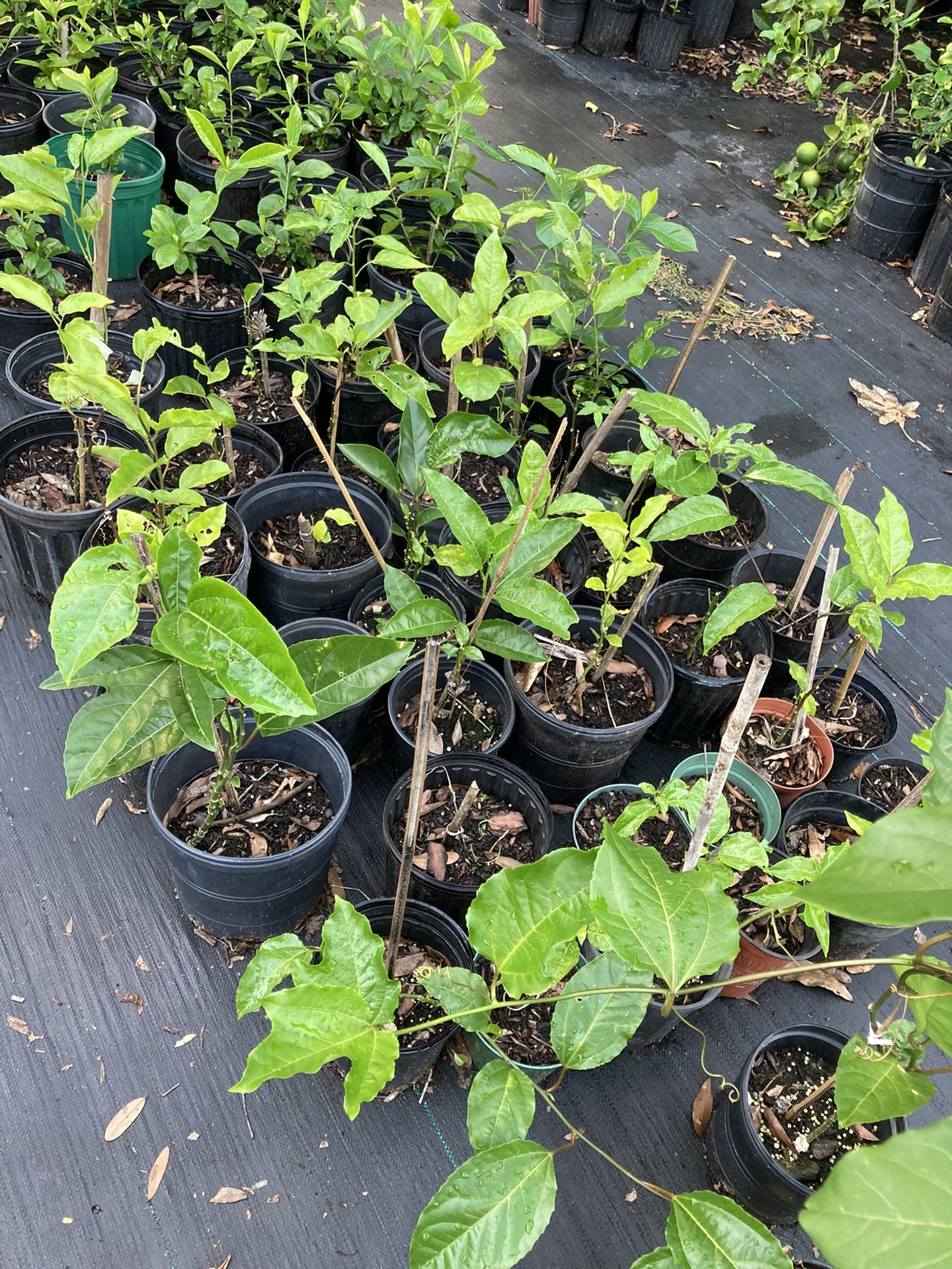 Passion fruit tree 
