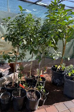 Fukushu Kumquat Trees They are already blooming. $60 Each Price Firm