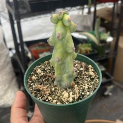 Boobie Cactus plant | 4”
