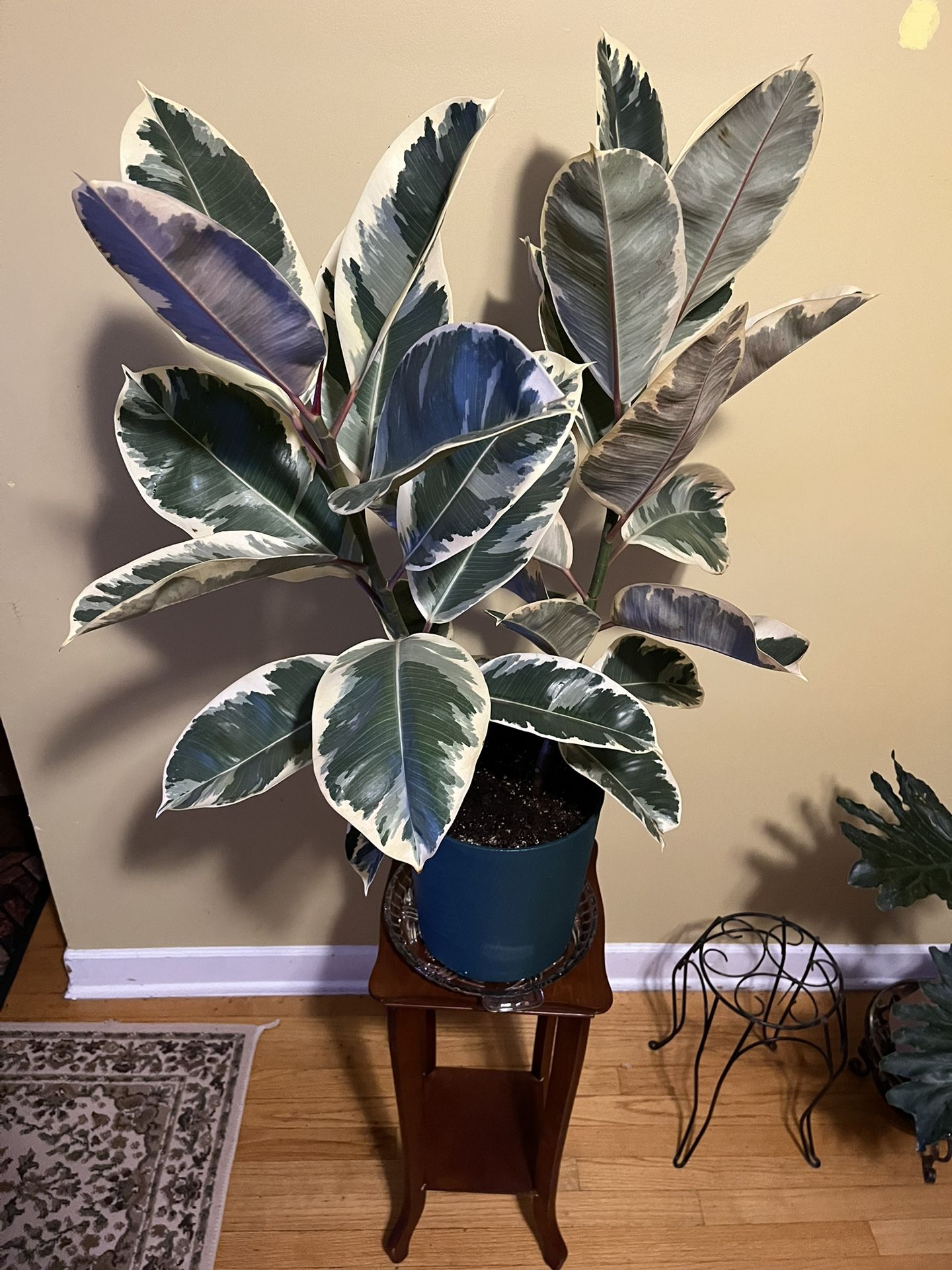 🪴Rubber Tree Plant🪴