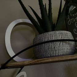 Aloe Plant Decor