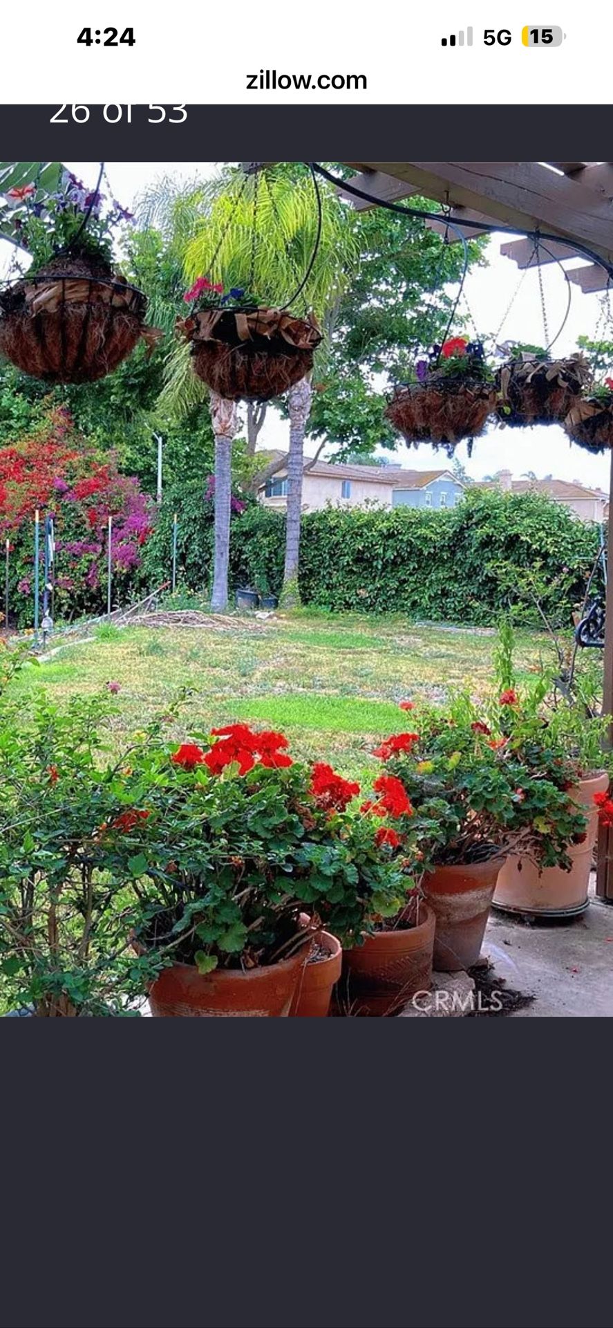 geranium flower Real Big Planter Planting Pot Flowers With Planting Soil