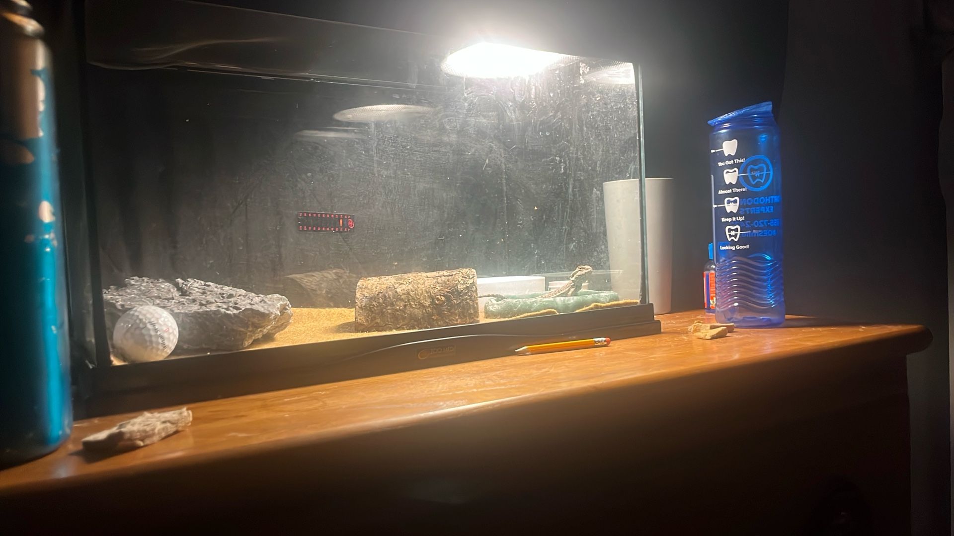 Baby Beared Dragon With All Accessorie No