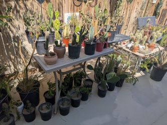 Collection features various drought tolerant, succulents and cacti plants.