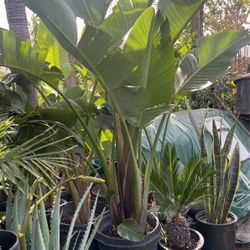 Bird Of Paradise $56 each