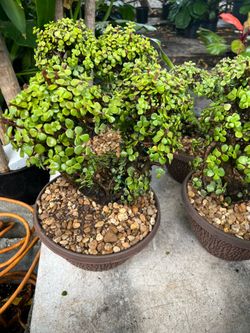 Bonsái Jade in 10” pot. SPECIAL PRICE 🤩