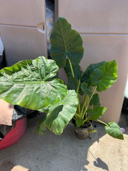 plant