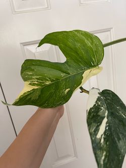 Albo Epi plant CUTTING