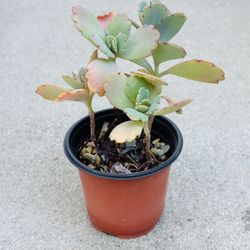 Succulents plants 🪴 