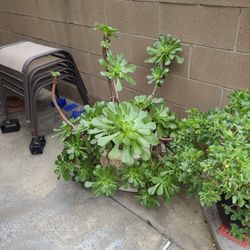 Large succulent plant in pot