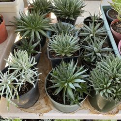 Beautiful Succulents Nice Variety 