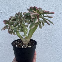 Crested Aeonium  sunburst  succulent  plant