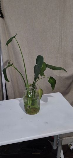 Monstera Plant