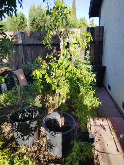 Jujube tree