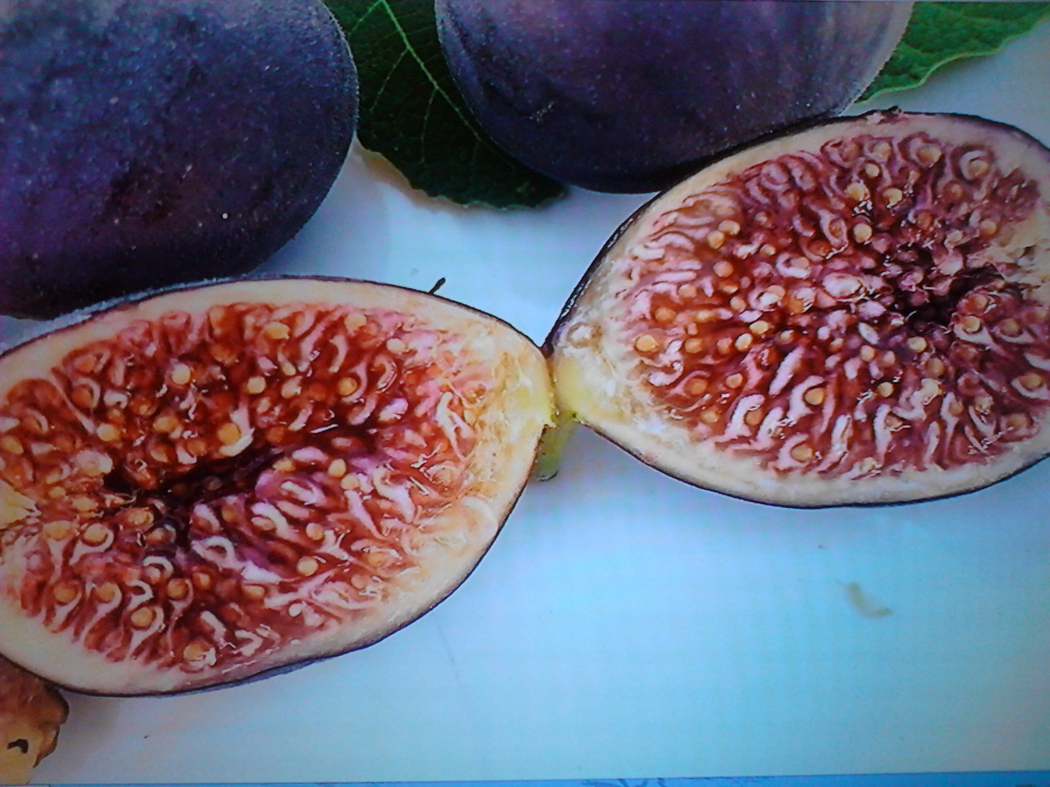 Black Mission fig trees in 1 gallon pots