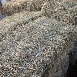 Alfalfa hay