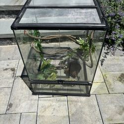 Gecko Tank And Accessories 