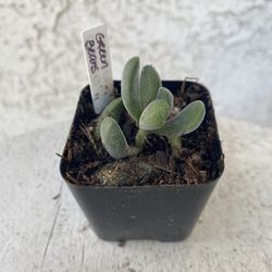 2 Inch Pot Succulent Plant - Crassula Congesta Green Beans - Rooted & Established - Drought Resistant 🪴 Great Baby Shower Wedding Favors 