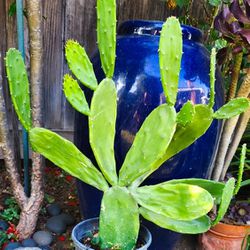 Nopales Optunia Prickly Pear Cactus - Spineless, Thornless,  Edible - 2' ft. Tall! 🌵