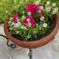 Gorgeous Plants For Outside 
