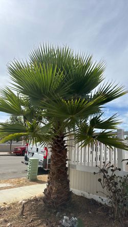 Mature Fan Palm Tree