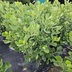 clusias 15g  huge  fast sale only $40