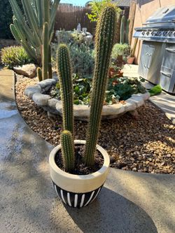 Cactus in pot