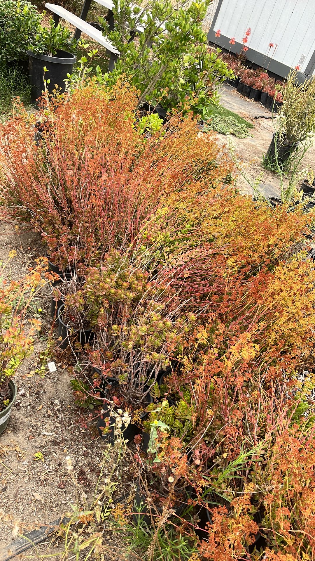 California Buckwheat