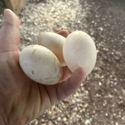 Duck Eggs 
