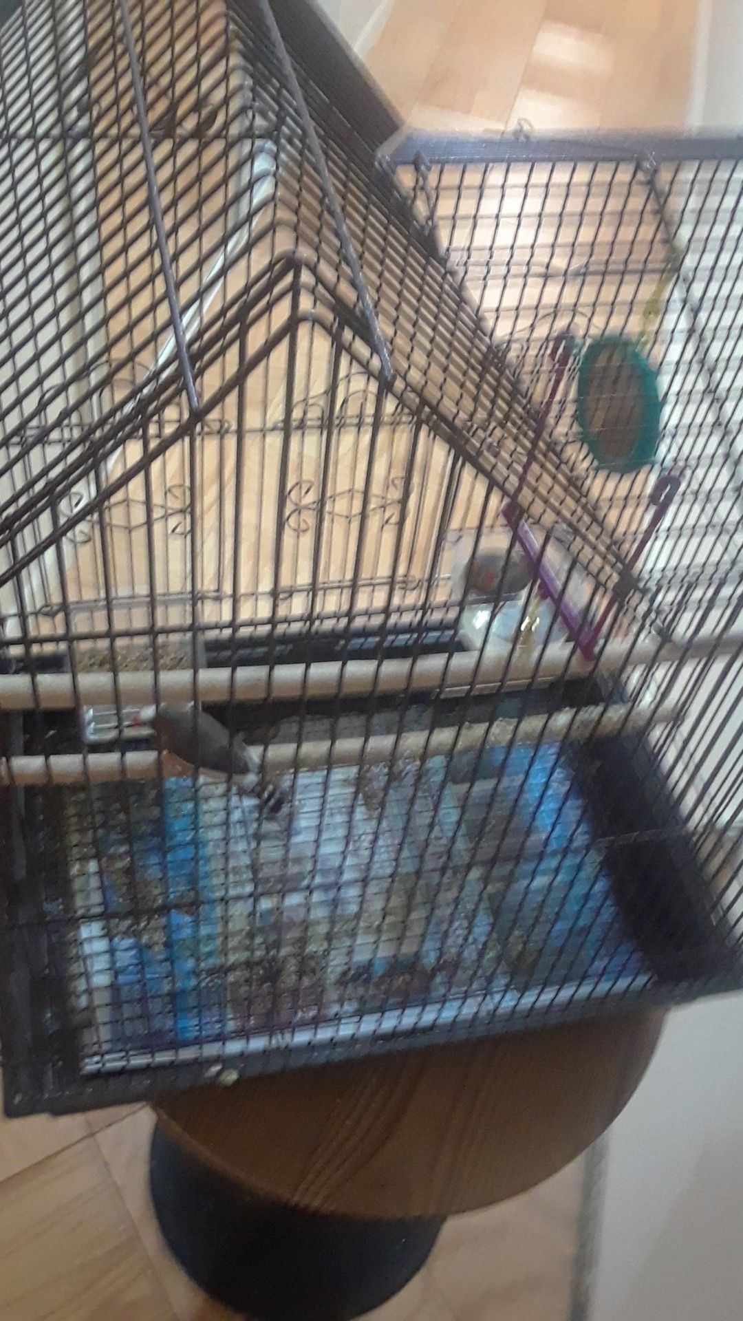 Bird cage with 2 finch birds(.fully equipped)